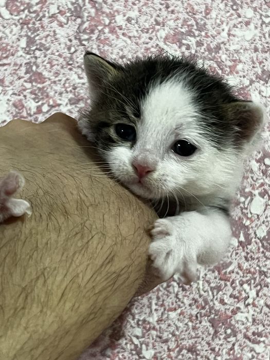 Отдам даром котят в хорошие руки