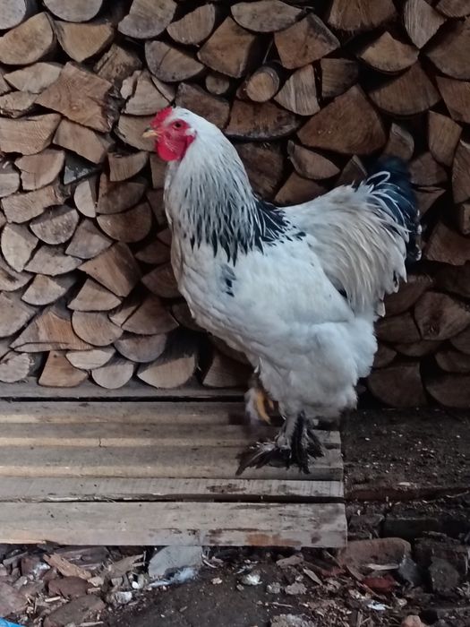 Cocoși brahma  2025