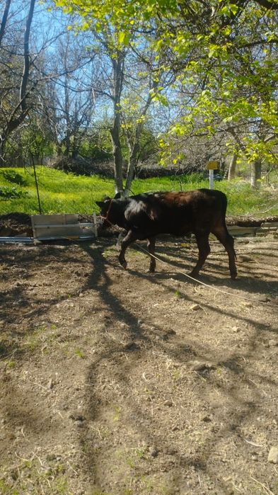 Продается Телка 1 год
