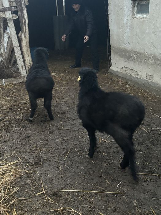 койлар сатылады кызылорда