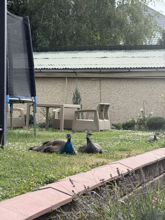 Индийский павлин