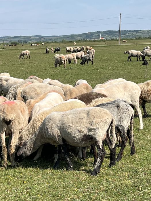 Vând oi tinere si bune