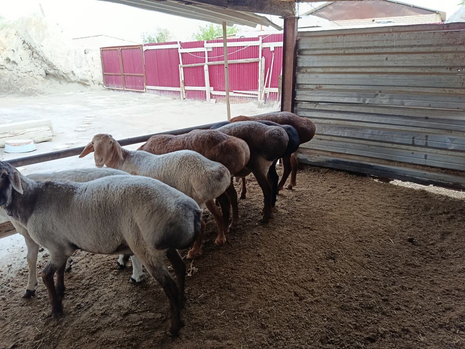 Арашан ва хисори куйлар сотилади