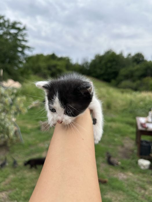 Pui de pisica catre adoptie