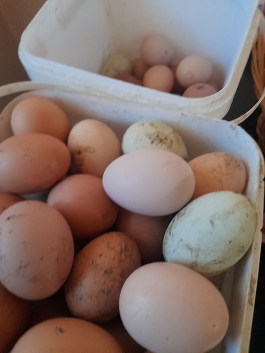 Oua de gaina de tara