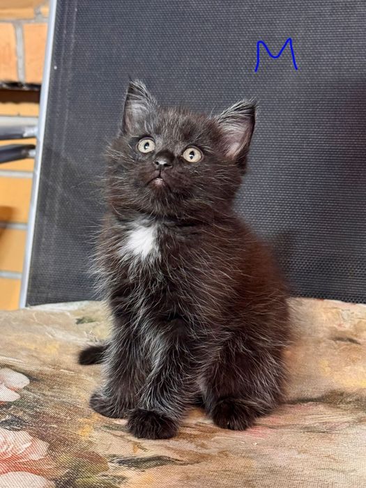 Котята от кошки крысыловки