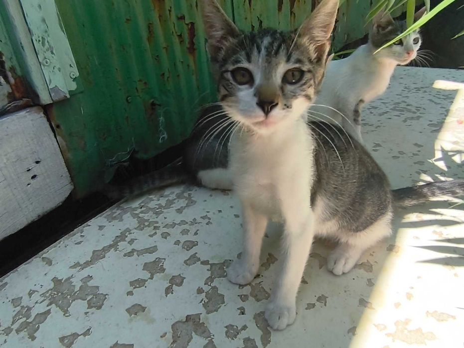 Подарявам котенца
