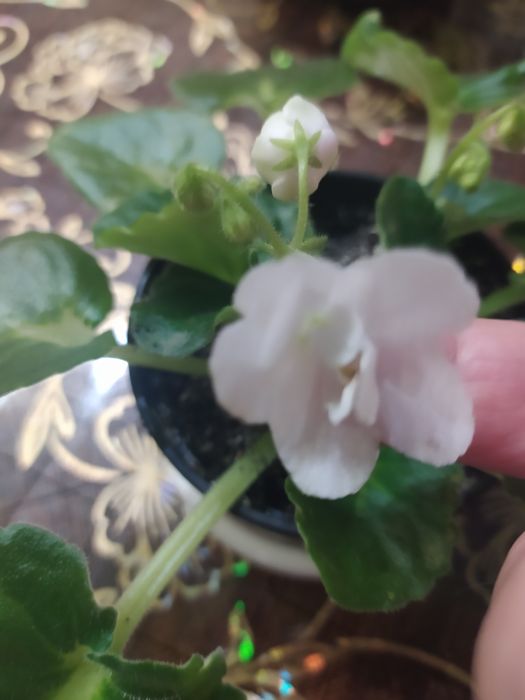 Фиалки сенполии сортовые разные