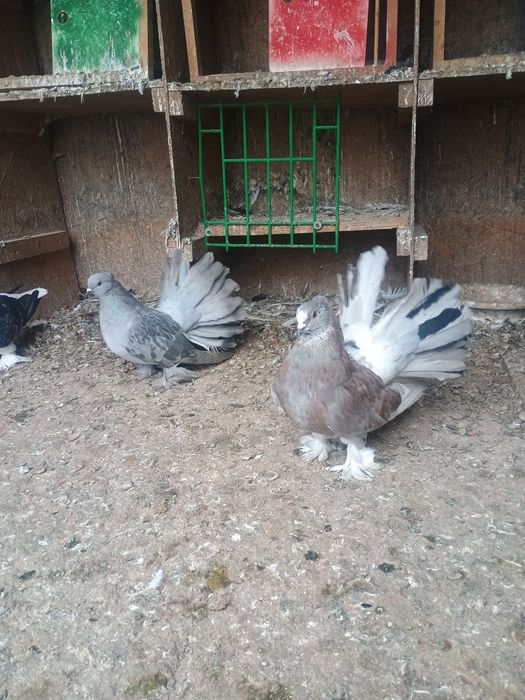 Porumbei voltati indieni/ jucători de galati