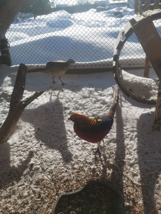 Золотой фазан,недорого