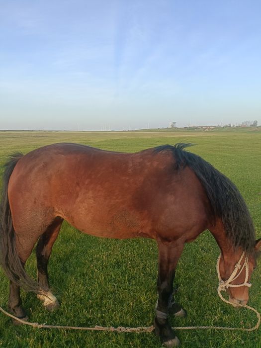 Iapă DE Vânzare  Bună