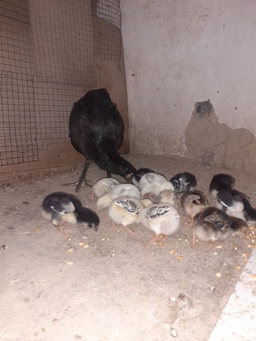 Дакан петухи