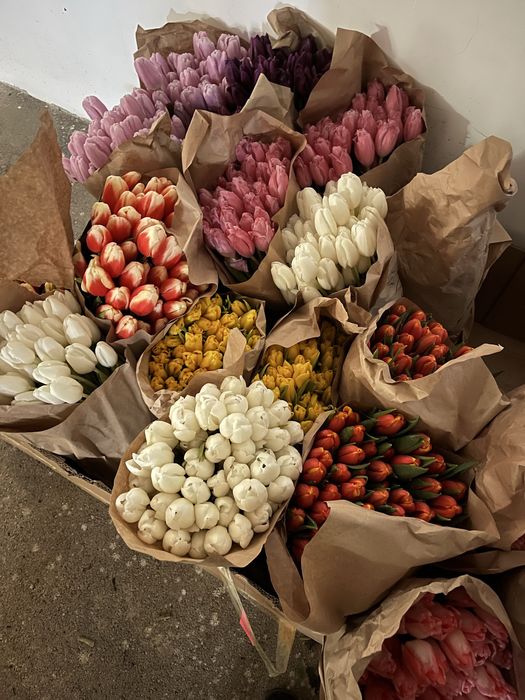 Тюльпаны свежиее