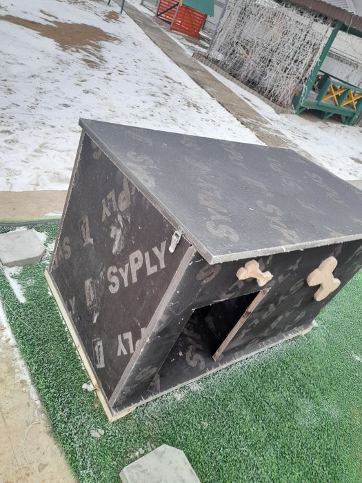 Иттің ұйымы салылады