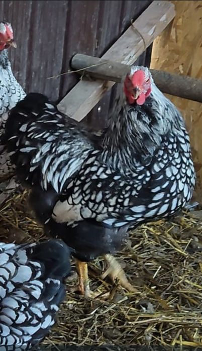 De vânzare Cocos Wiandotte