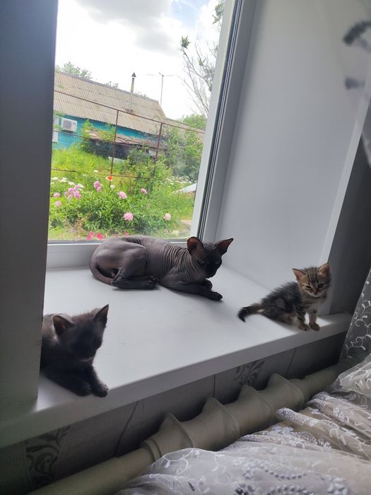 Потерялся сфинкс