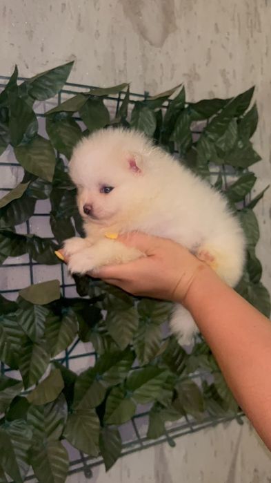 Pomeranian mini spitz