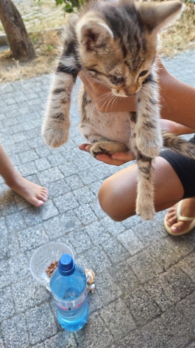 Подарявам котета