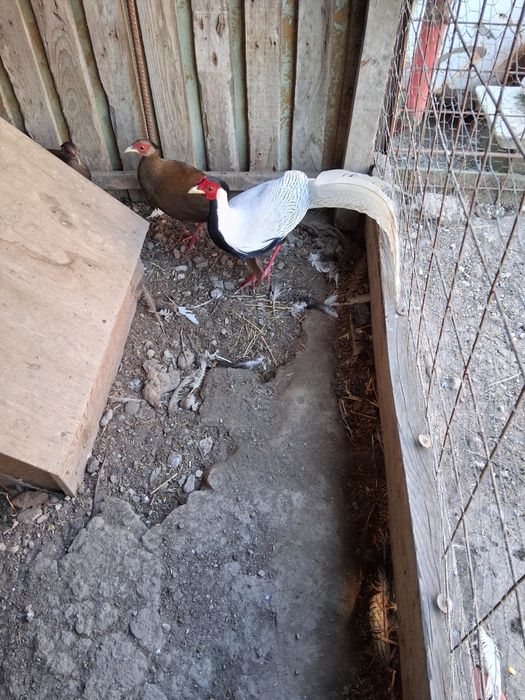 Vand sau schimb cu pauni