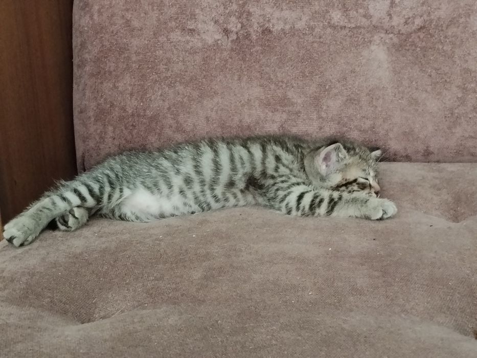Скоттиш-страйт котята 1.5 мес