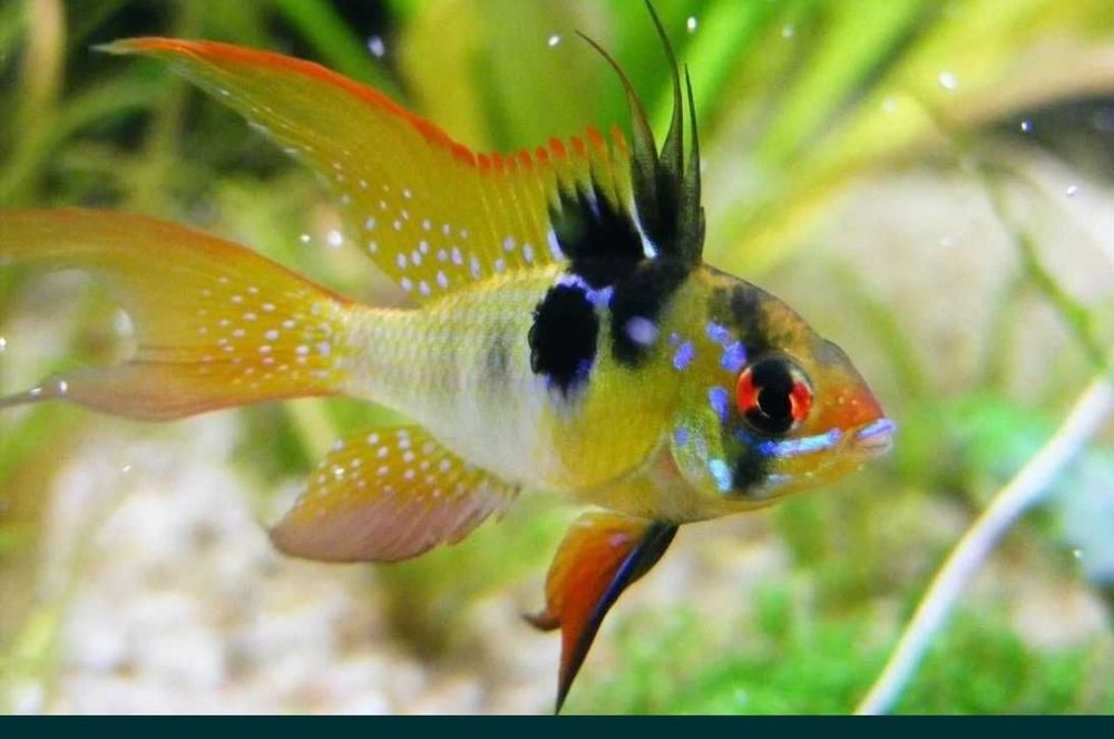 Продается Рамерези микрогеофагусы