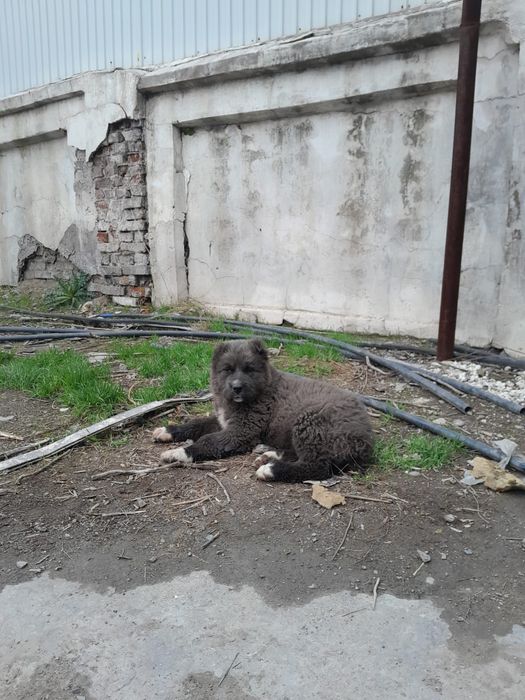 Ургашы күшік сатылады и вариант бар