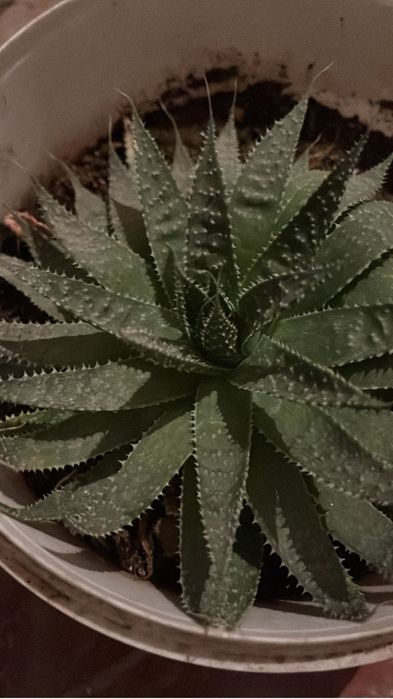 Продаются комнатные цветы