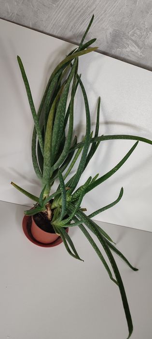 Монстера и алое-вера,сансевьерия