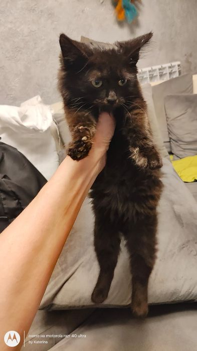 Котёнок мальчик бесплатно