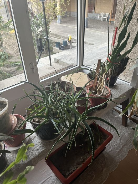 Хонаки гуллар сотилади, ҳар хил гуллар, танлаб олиш варианти