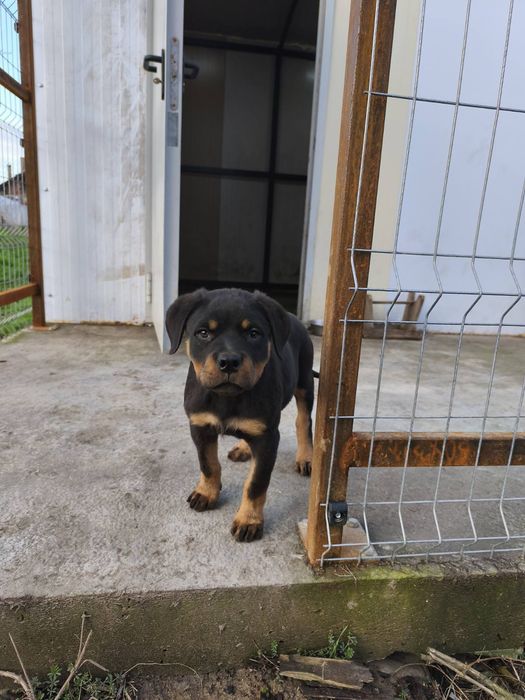 Ротвайлер -мъжко бебе