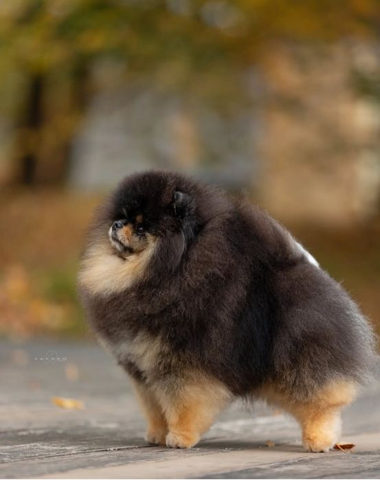 Щенки померанского шпица