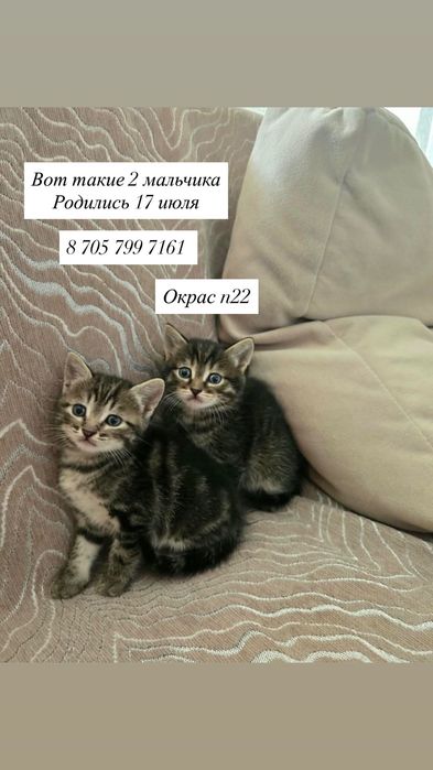 Шотландские котята