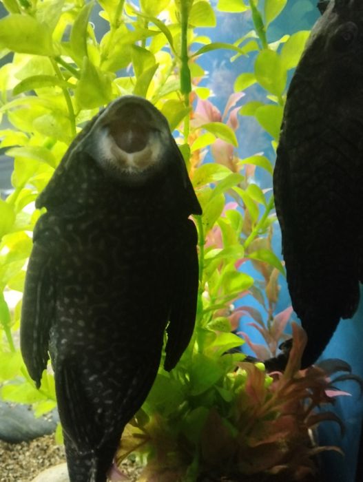 Продам анцитруса.