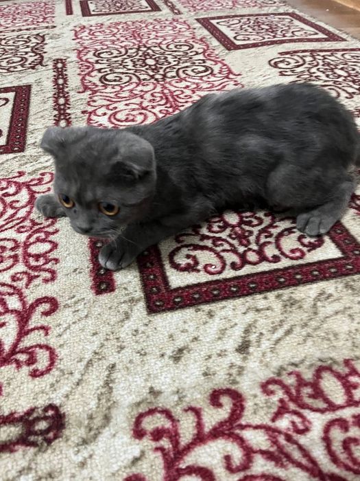 Мыск кошка кошки