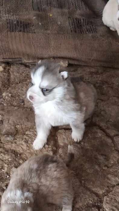 Щенки в добрые руки