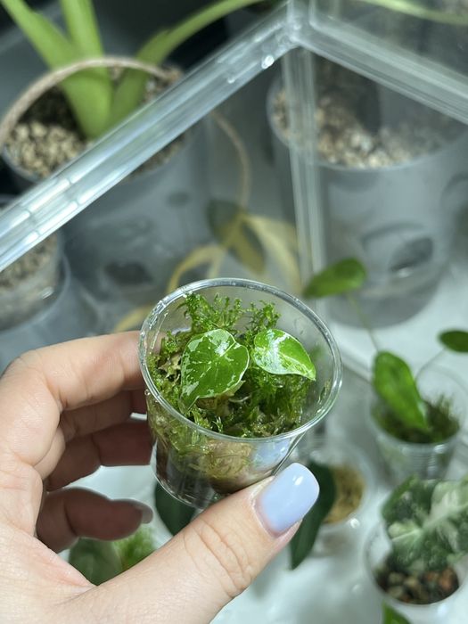 Продам деток алоказий