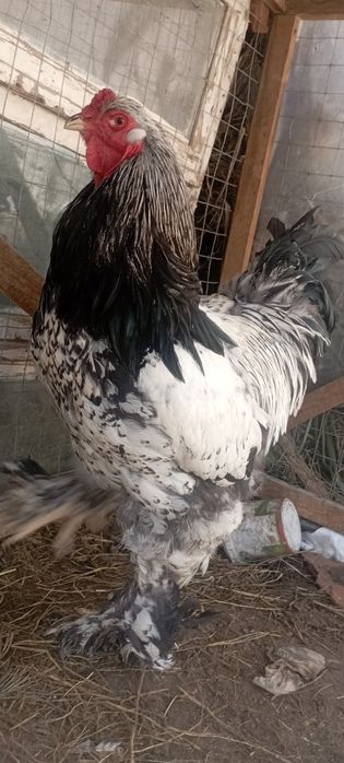 Брама хуроз сотилади