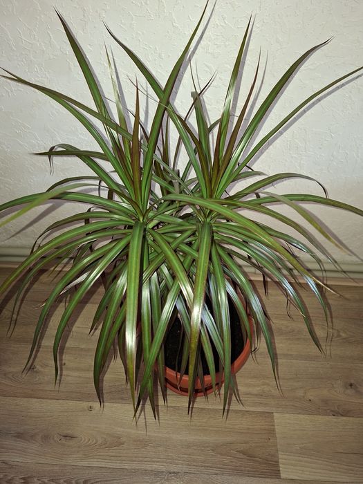 Комнатные цветы  - Драцена