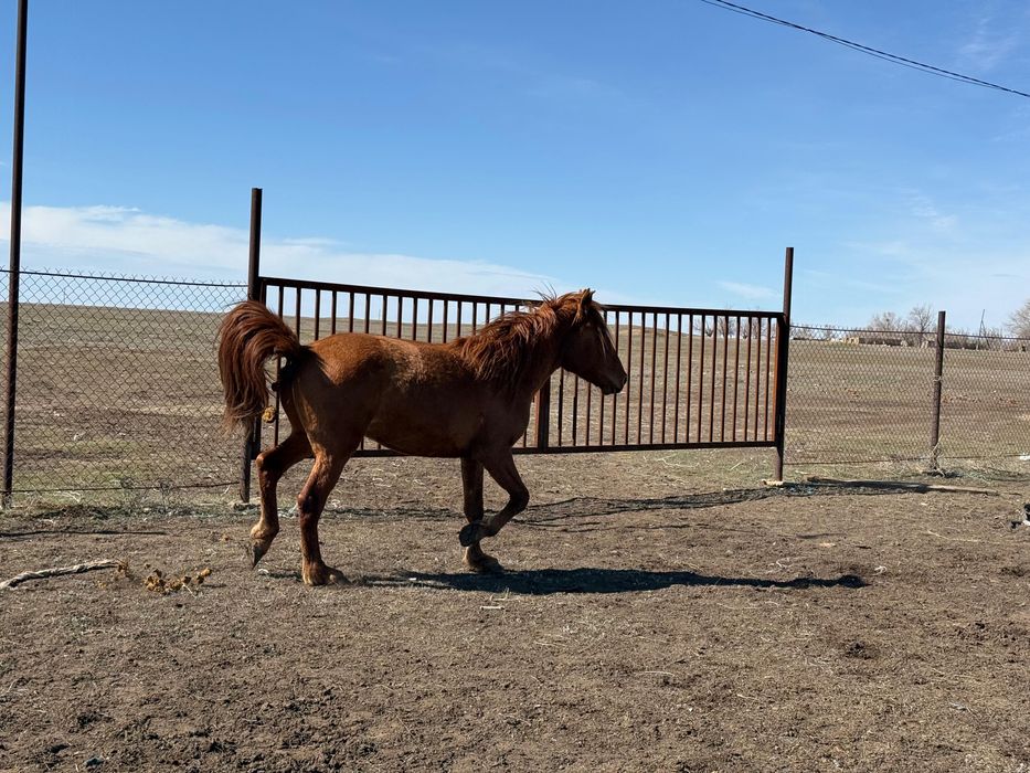 Продам Жабағы, Тай, Құнан