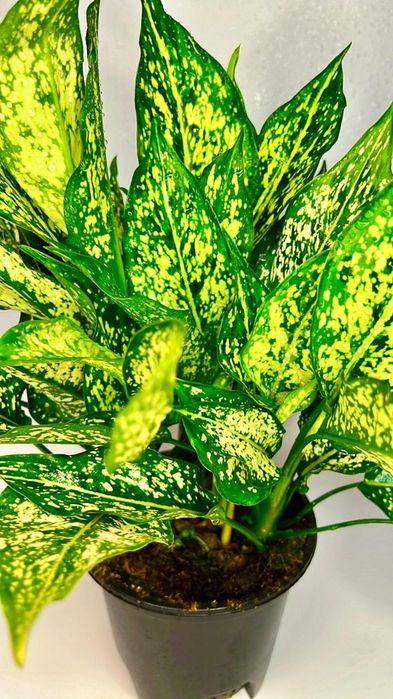 Драцена в одном кашпо 3 шт