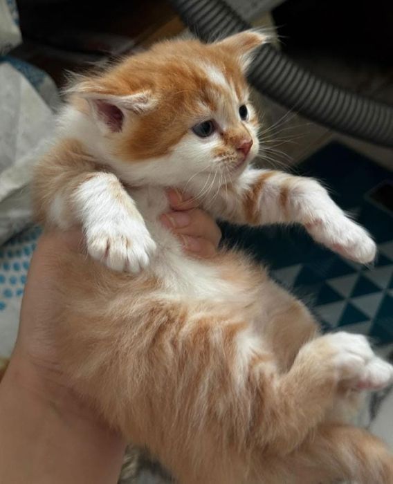 Мейн кун котята классик биколор