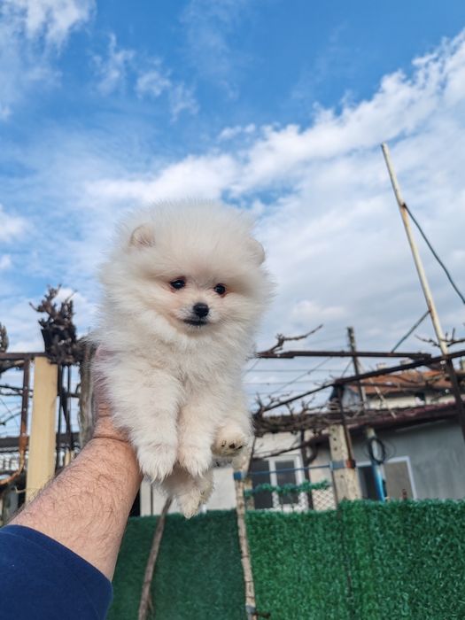 Померан мини мъжко на три месеца