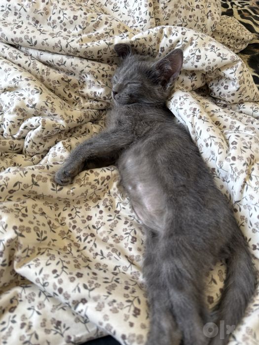 Отдам котёнка в добрые руки