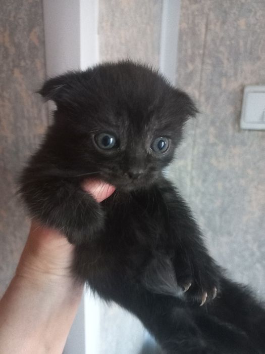 Отдам котенка веслоухую