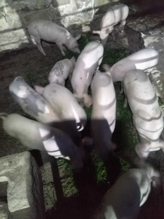 Свободни прасенца