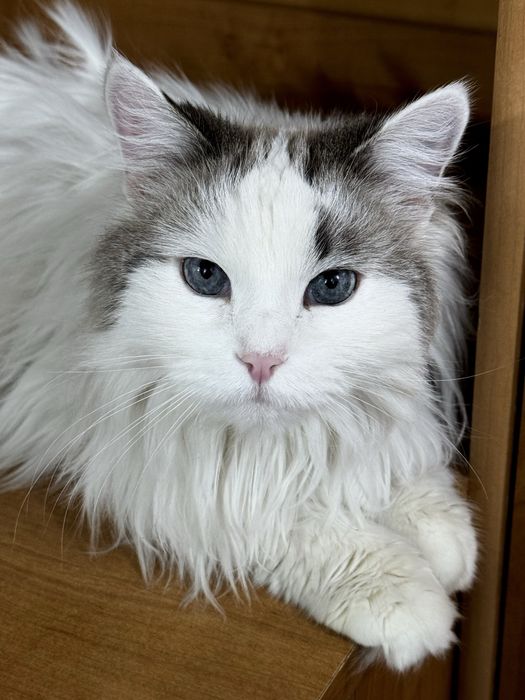 отдам в хорошие руки кошку