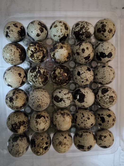 Ouă prepelițe consum