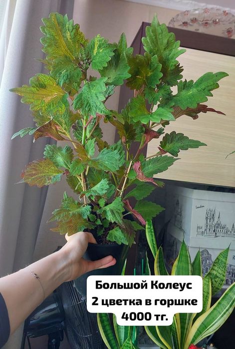 Колеусы продам несколько штук