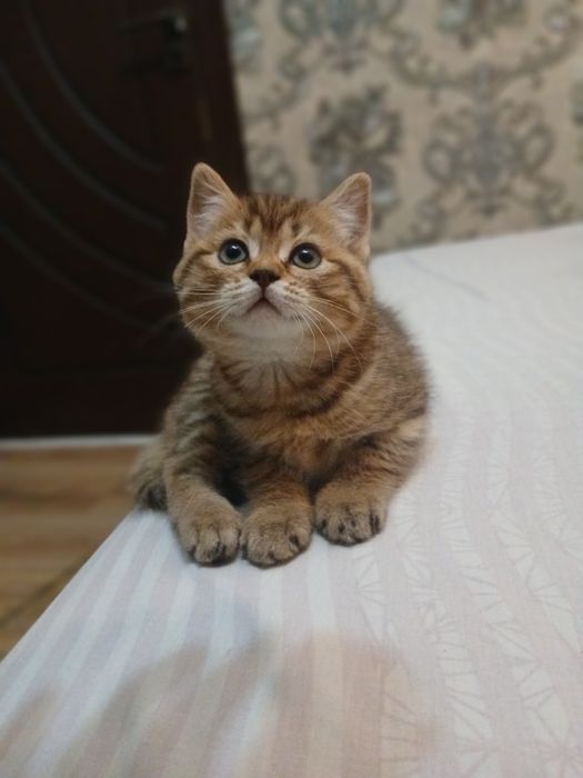 Продаётся британский шиншилла золотой